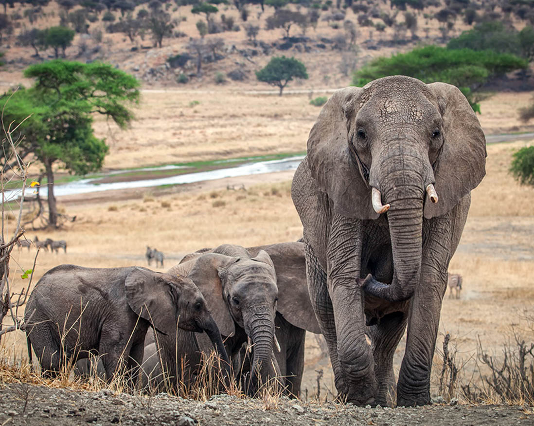 Day tour to Tarangire