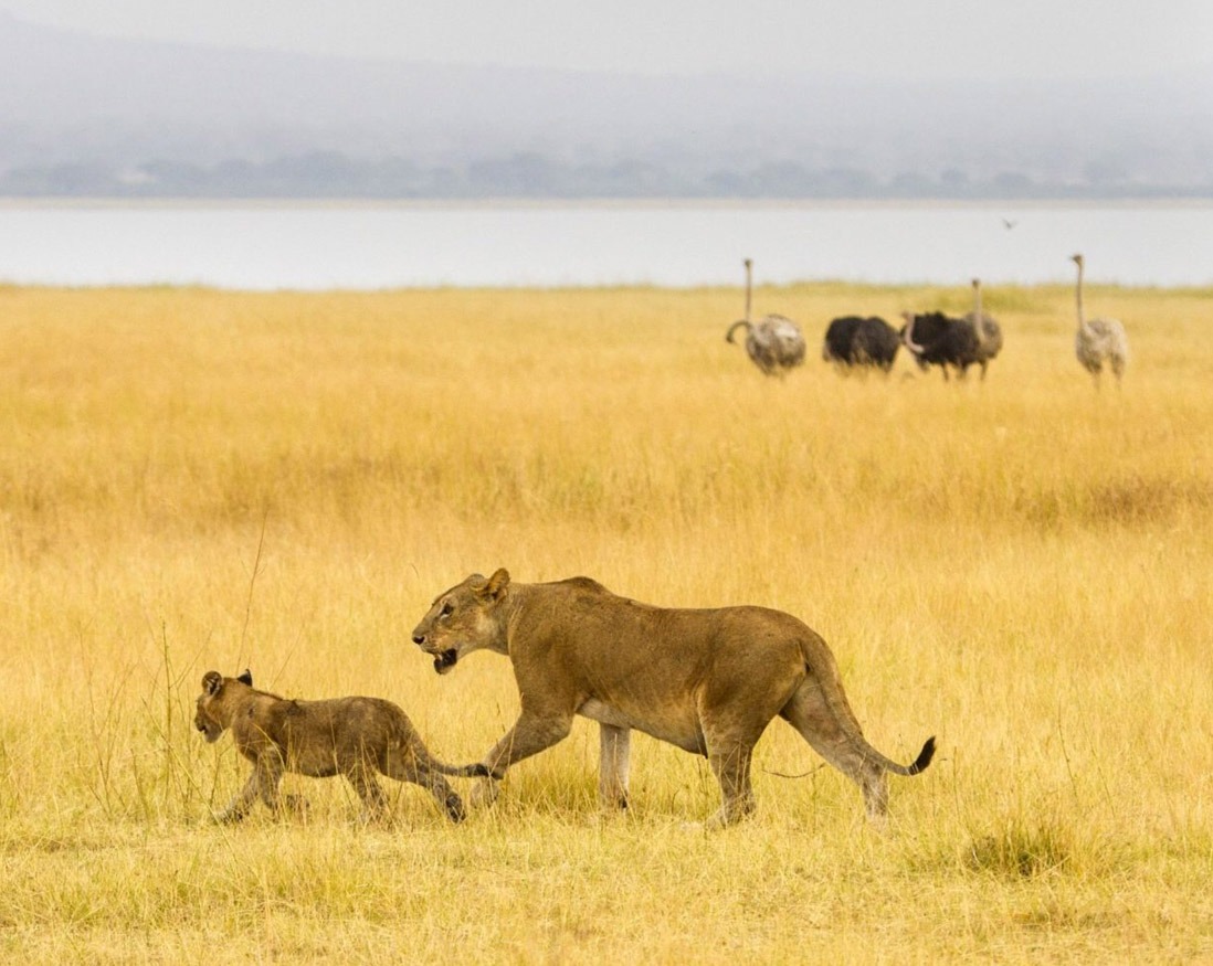 Tarangire day tour