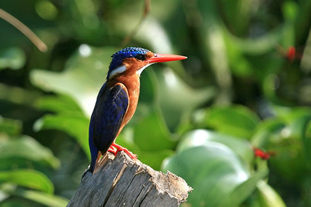 Birding-in-Murchison-Falls-Park