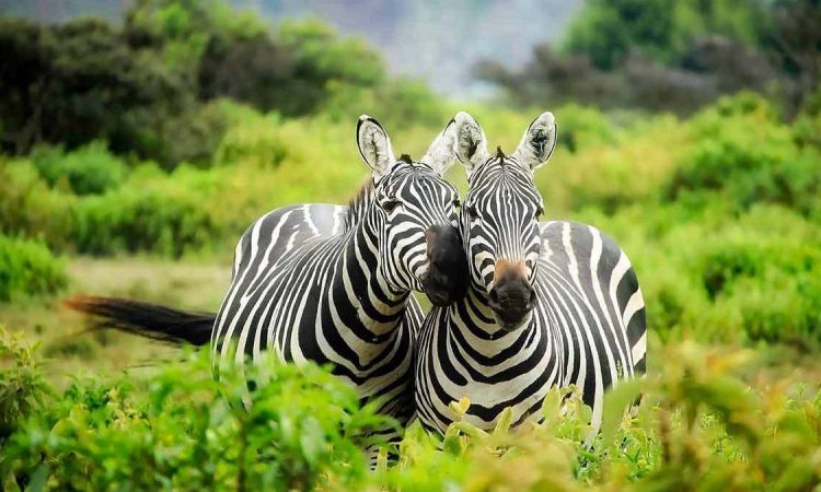 safari by parks africa
