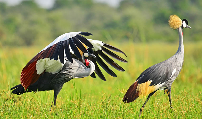 birding-spots-in-Uganda