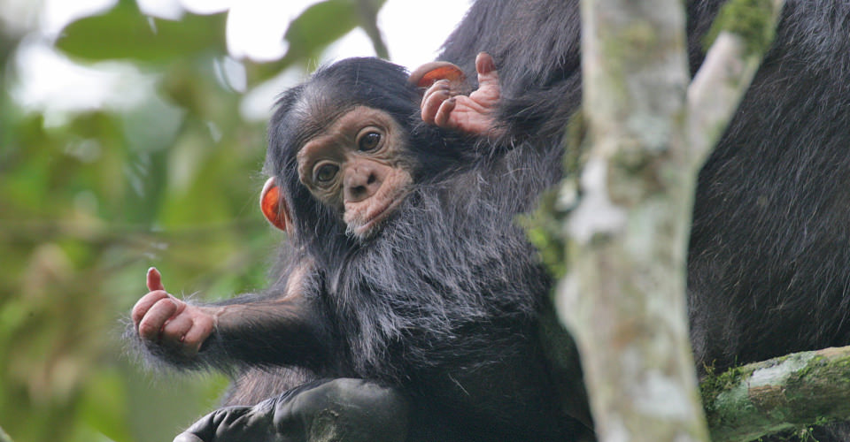 nyungwe_chimps