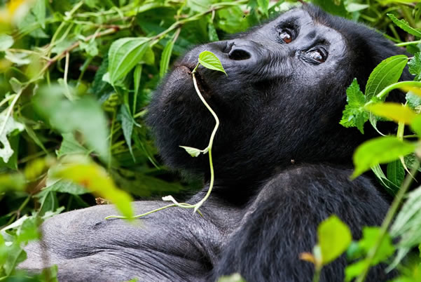 rwanda-gorilla-in-park