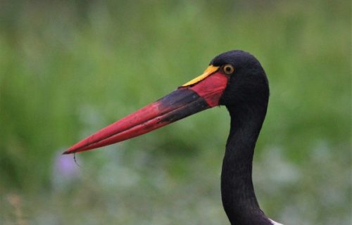 saddle-bied-stork-bird-Uganda-birding