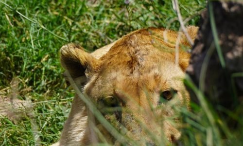 Tanzania safari, serengeti, ngorongor (2)