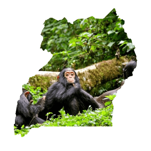 Uganda safari