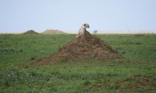 WhatsApp Image 2026-03-25 at 3.59.28 PM (10)